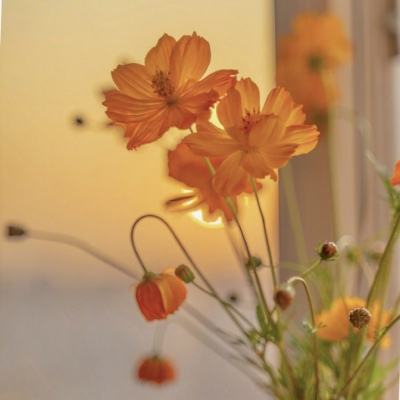 芒果体育手机app下载